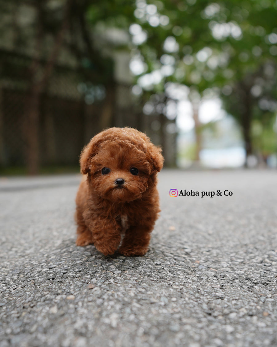 Dan [TEACUP POODLE]