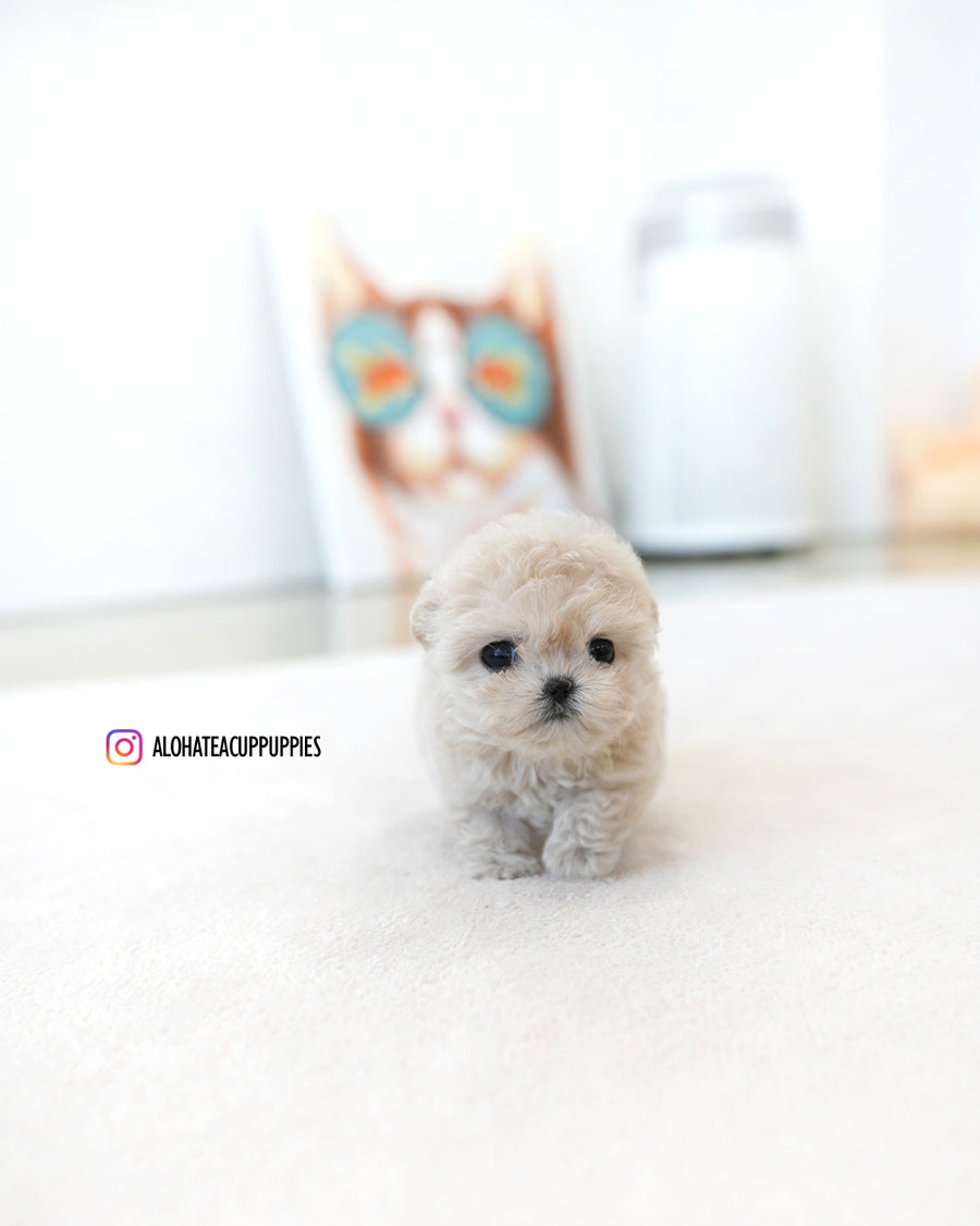 Casey [TEACUP MALTIPOO]