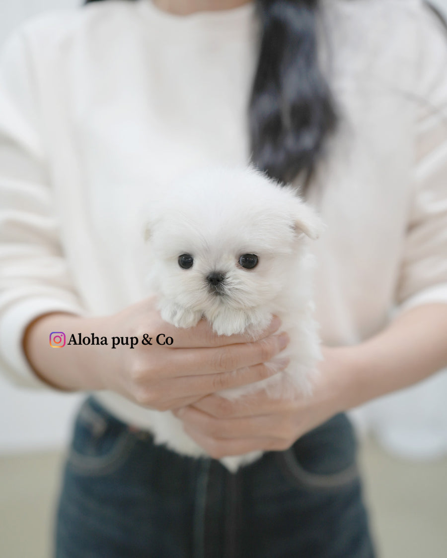 Terry [TEACUP MALTESE]