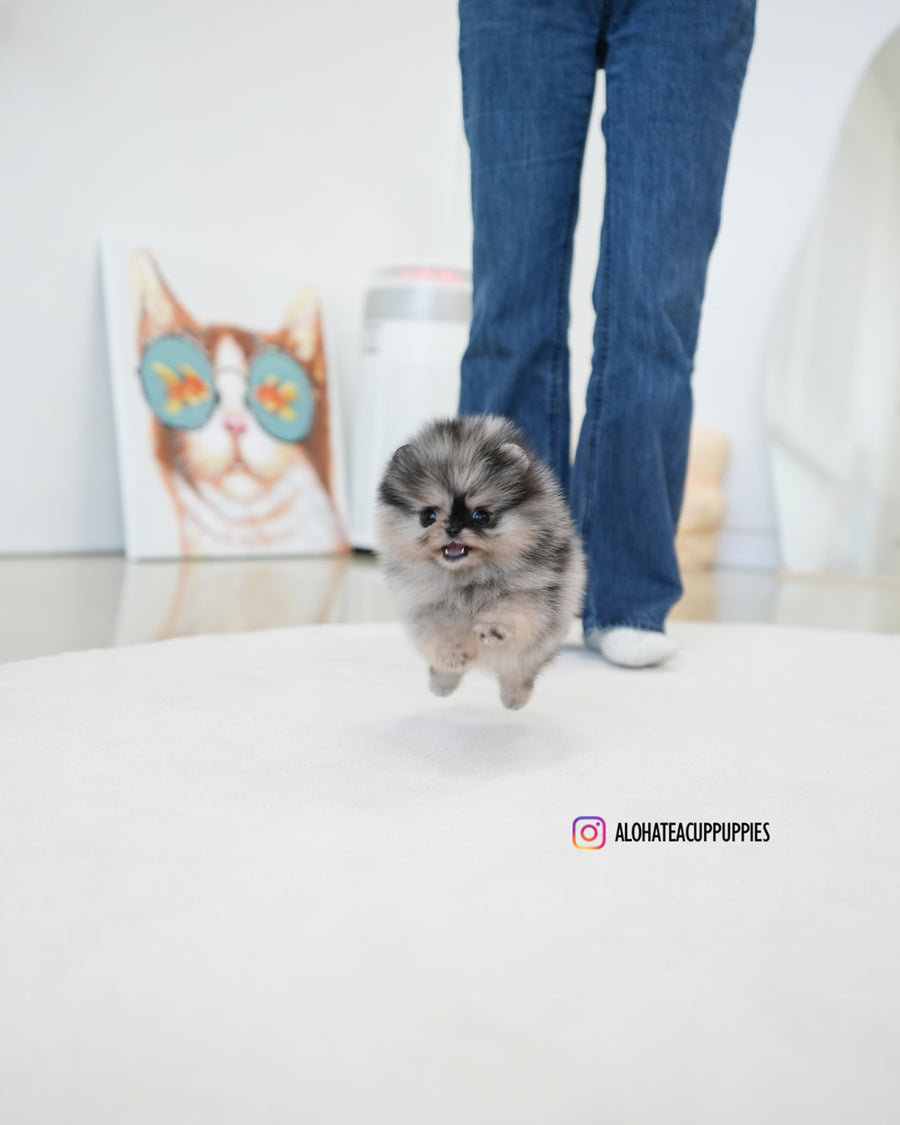 Benz [TEACUP POMERANIAN]