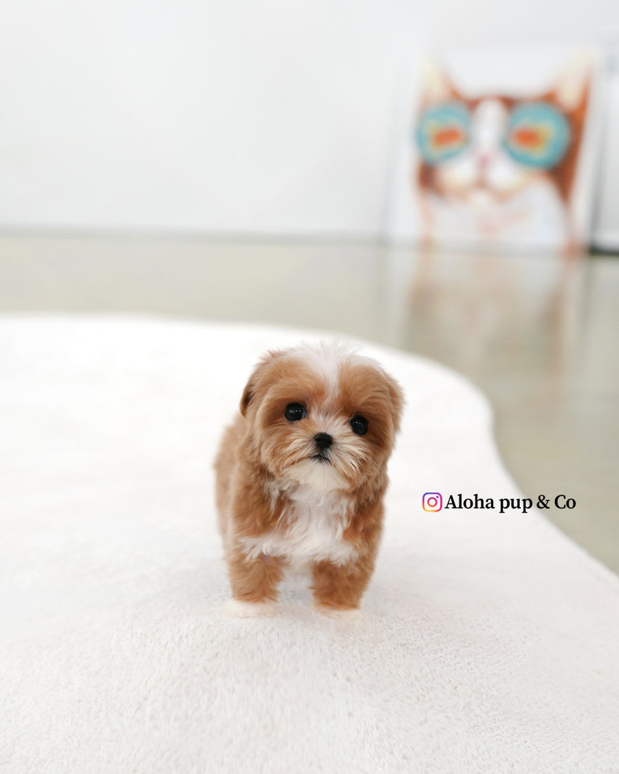 Mango [TEACUP MALTIPOO]