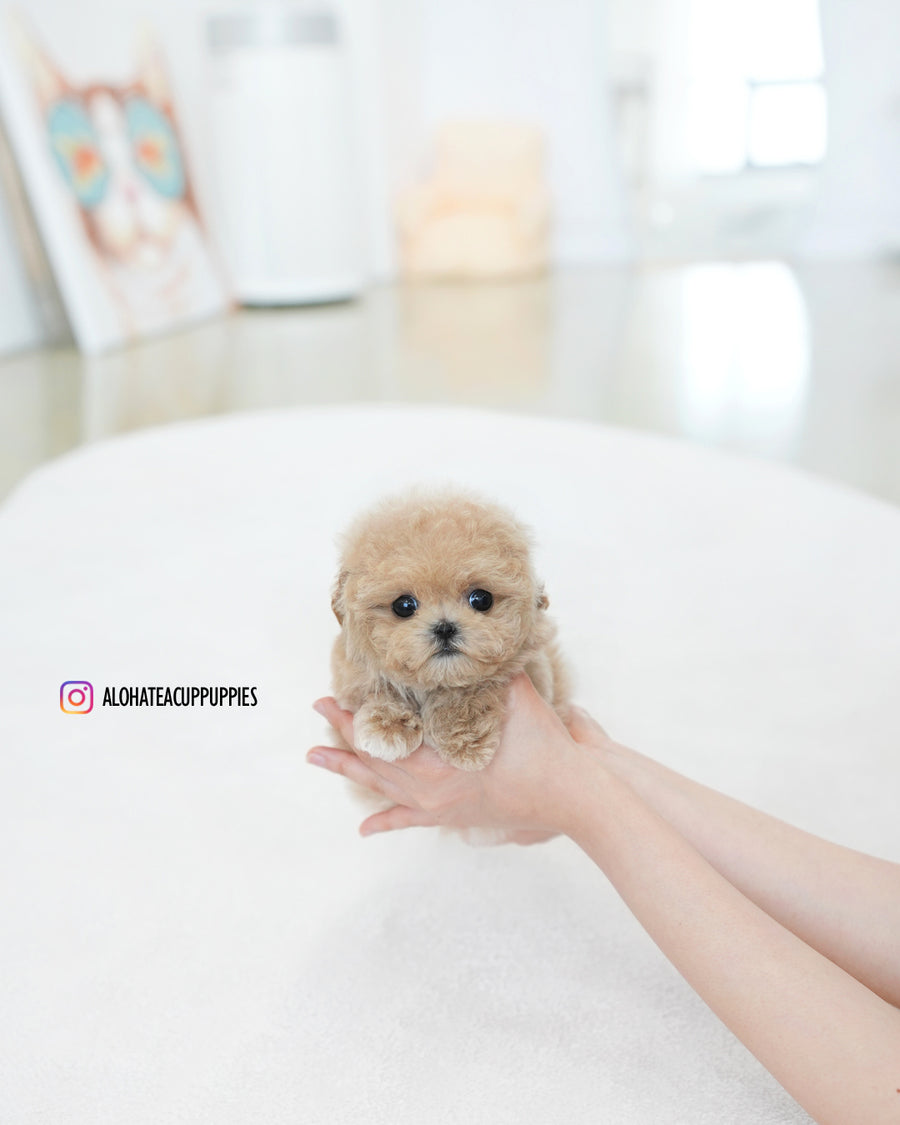 Ashley [TEACUP MALTIPOO]