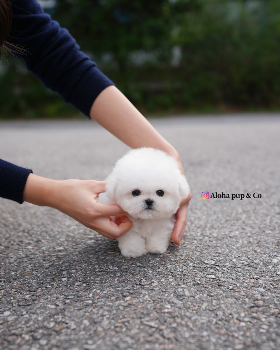 Ben [TEACUP BICHON]