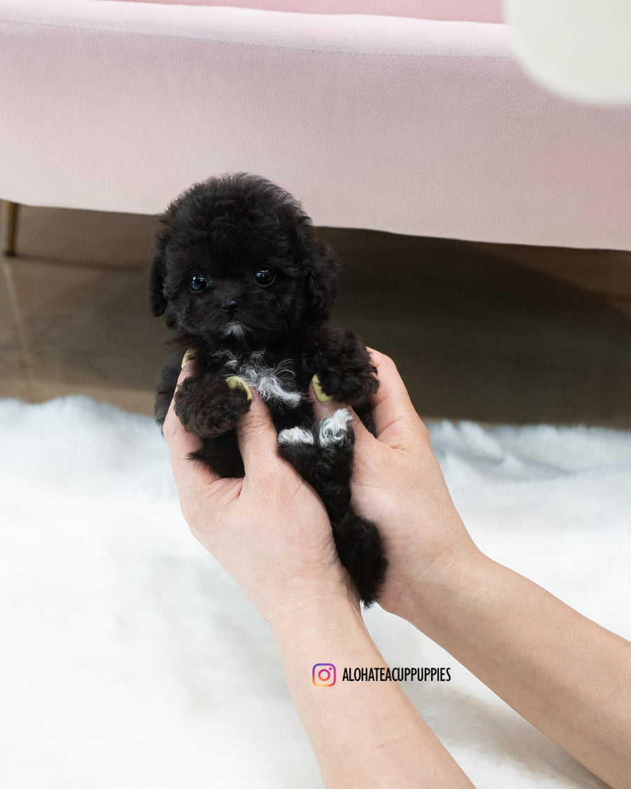 KAI [TEACUP POODLE]