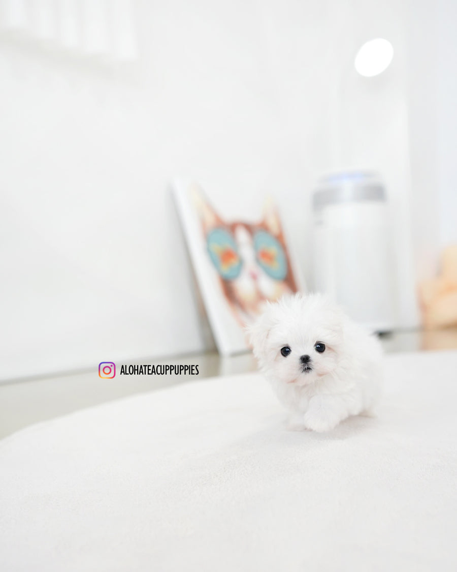 Daon [TEACUP MALTESE]