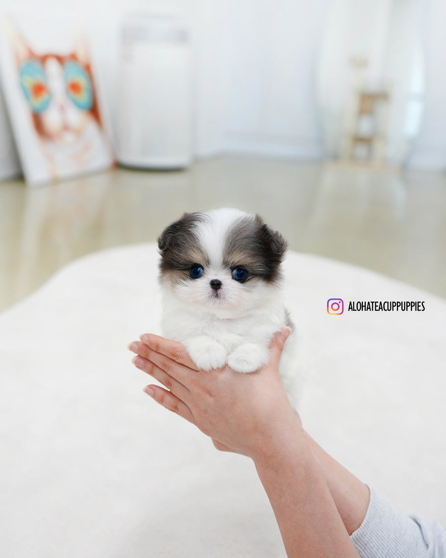 Puff [TEACUP Maltipom]