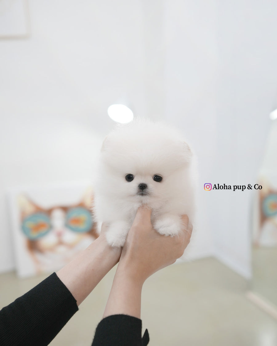 Snowy [TEACUP POMERANIAN]