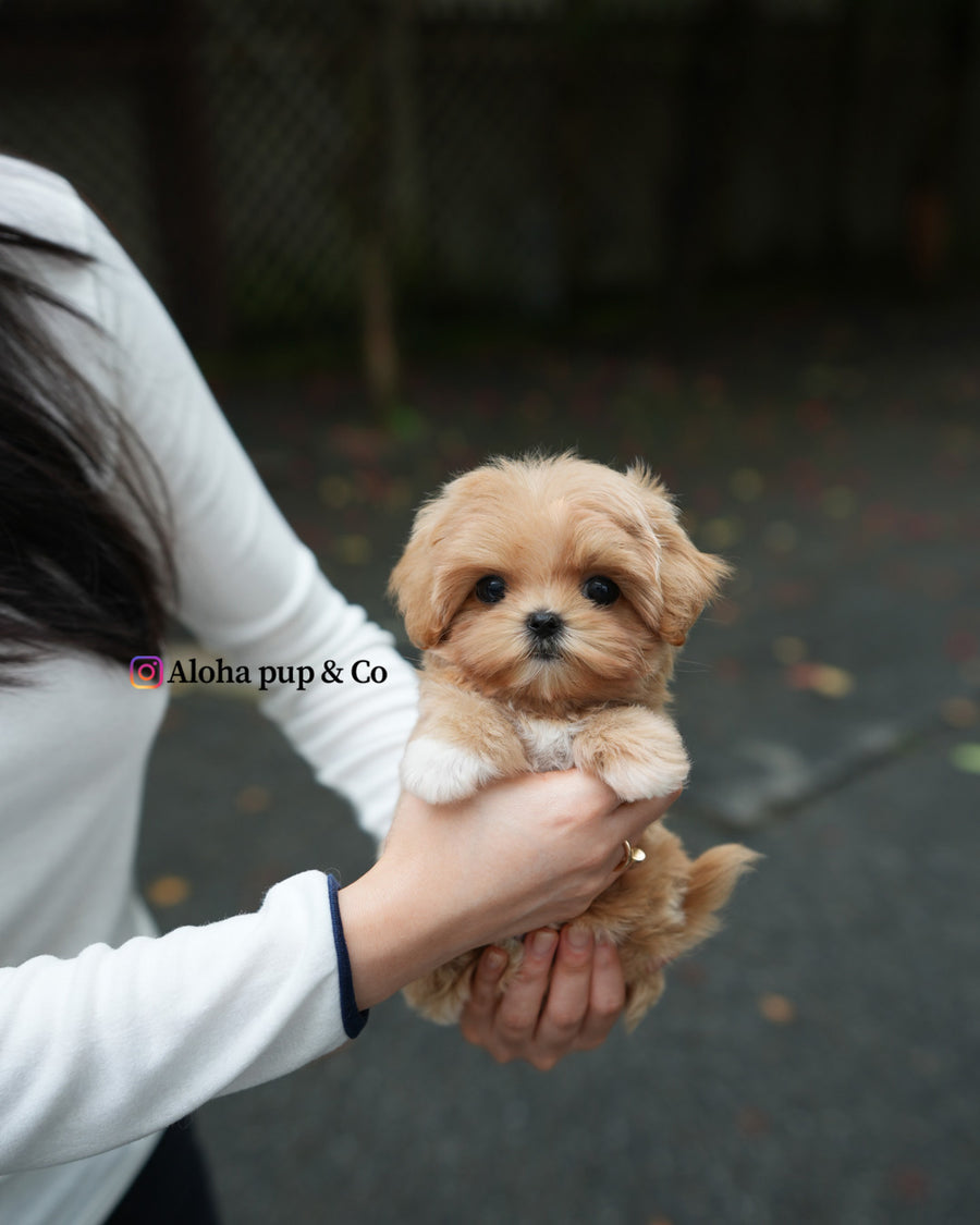 Margo [TEACUP MALTIPOO]