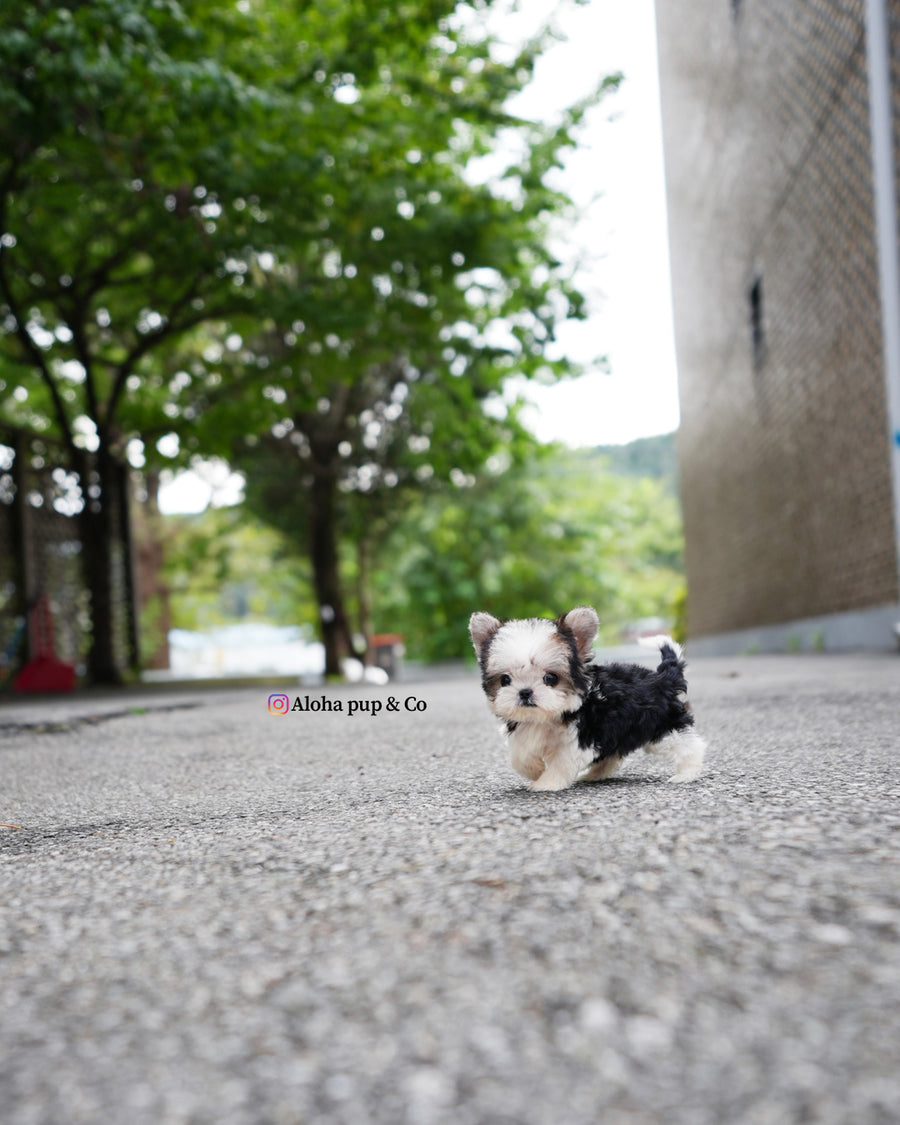 Prada [Teacup Morkie]