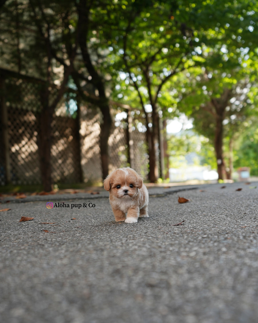 Zeke [TEACUP MALTIPOO]