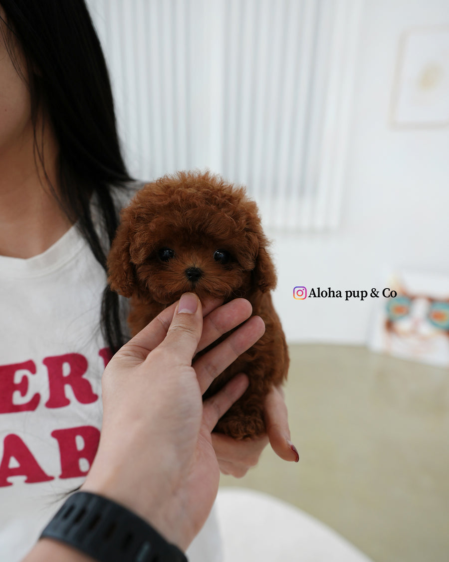 Pony [TEACUP POODLE]