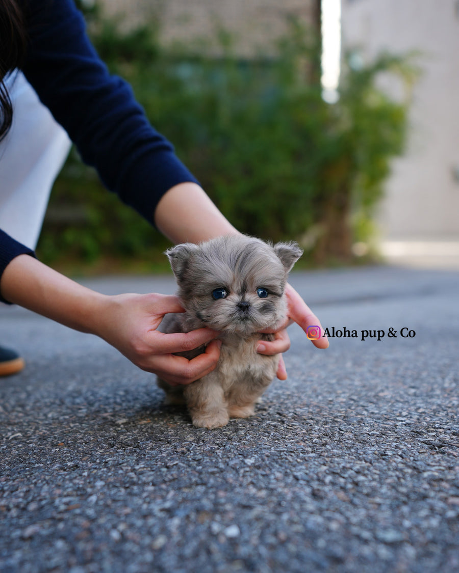 Pip [TEACUP MALTIPOO]