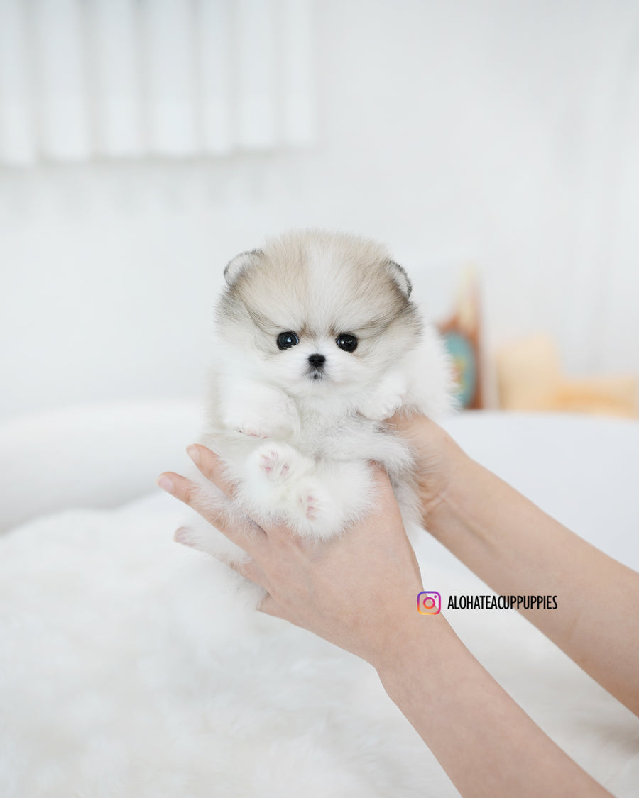 Flora [TEACUP POMERANIAN]