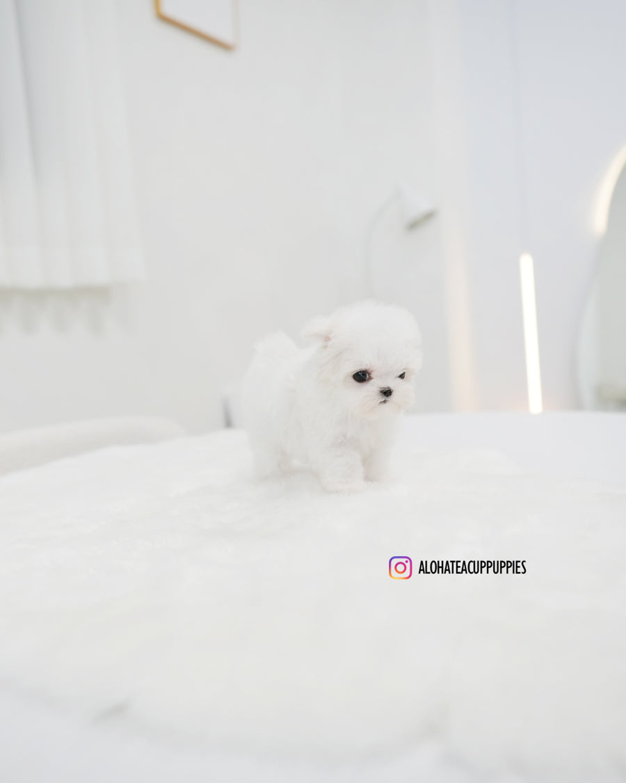 Lily [TEACUP MALTESE]