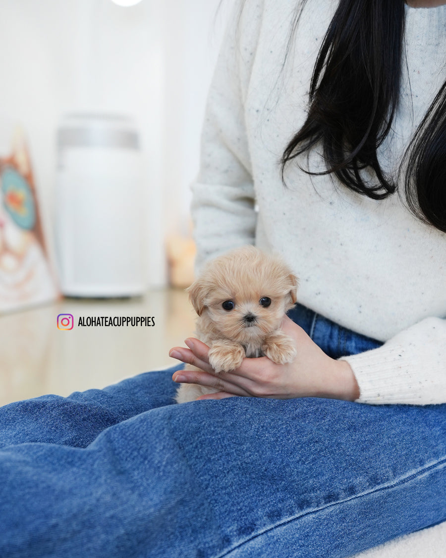 Dolly [TEACUP MALTIPOO]