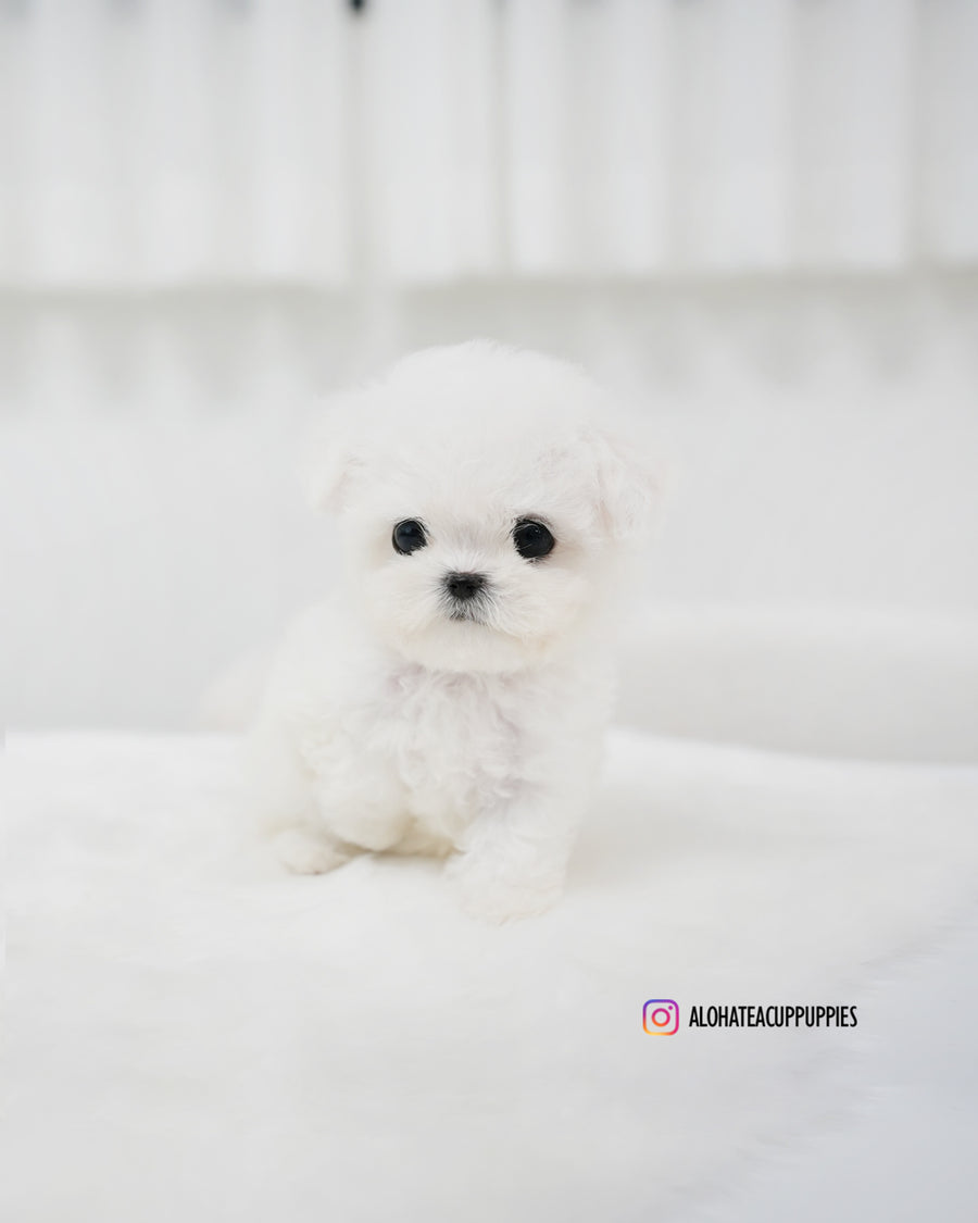 Bonnie [TEACUP BICHON]