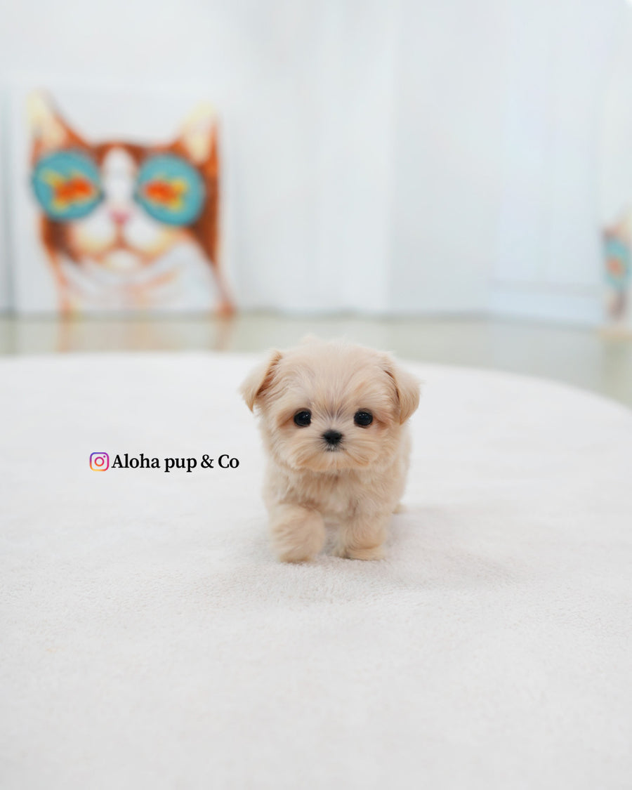 Eden [TEACUP MALTIPOO]