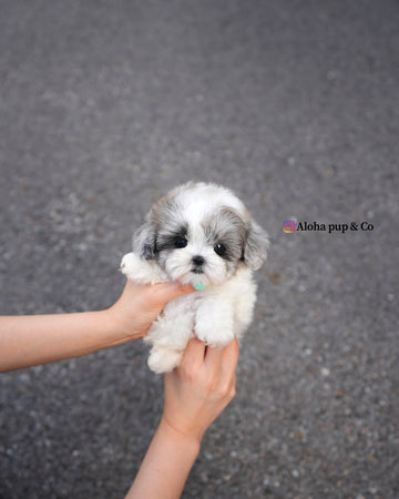 Sugar [TEACUP MALTIPOO]