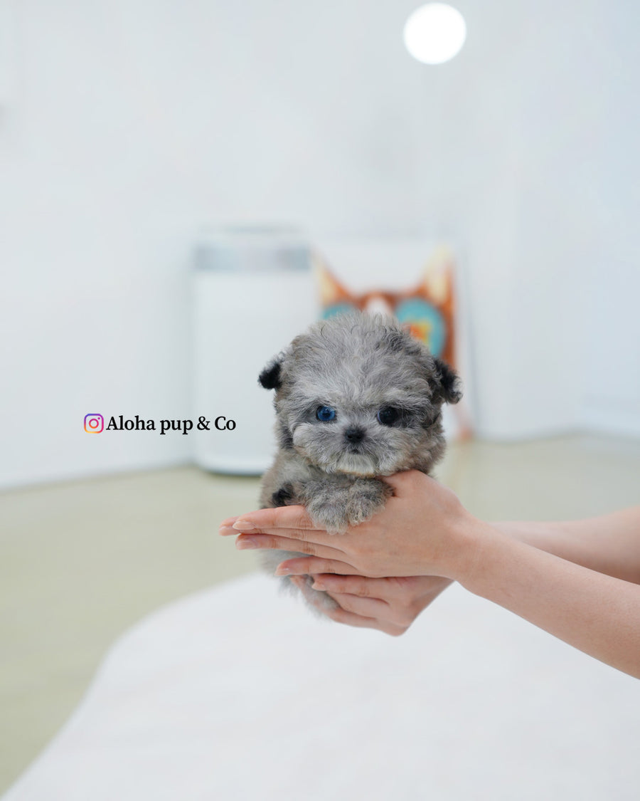 Chanel [TEACUP MALTIPOO]