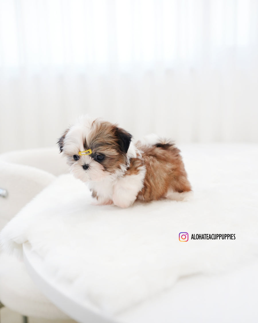 Pawblo [Mini SHIHTZU]