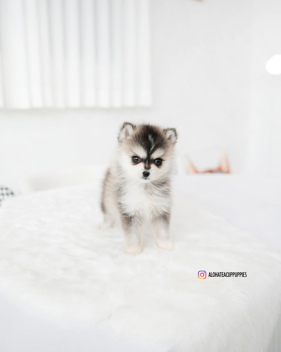 Edgar [TEACUP POMSKY]