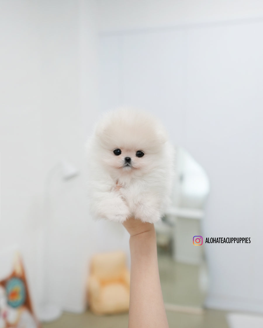 Sam [TEACUP POMERANIAN]