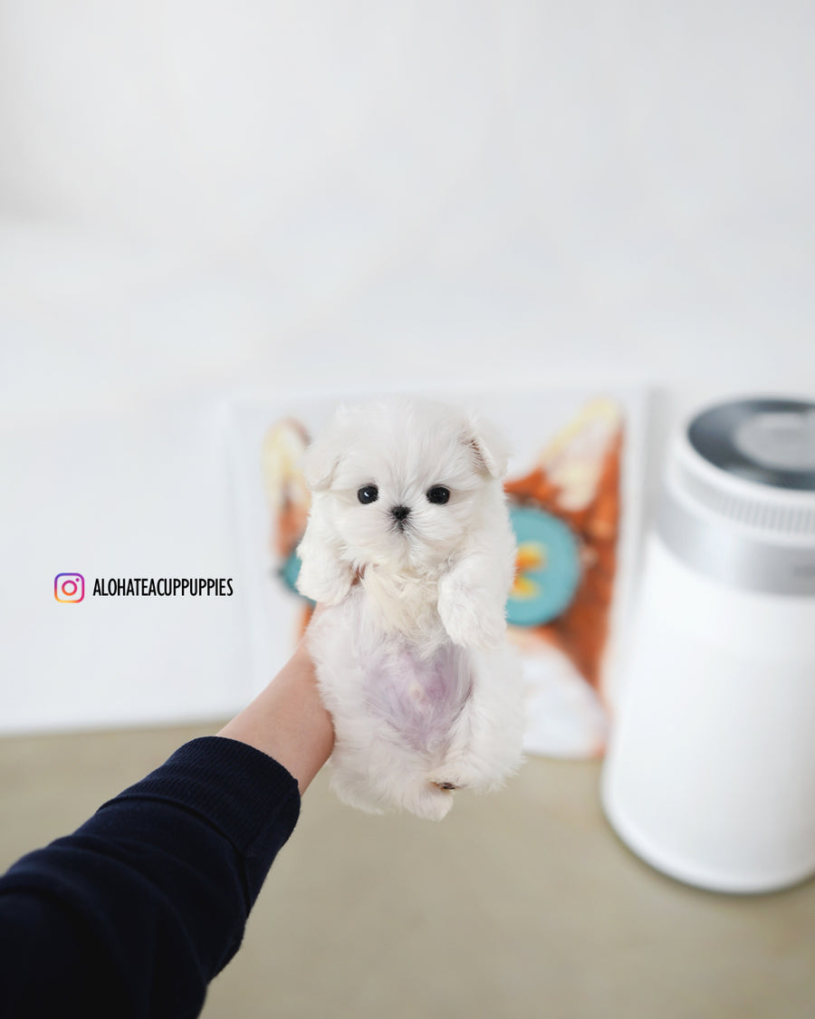 Rui [TEACUP MALTESE]