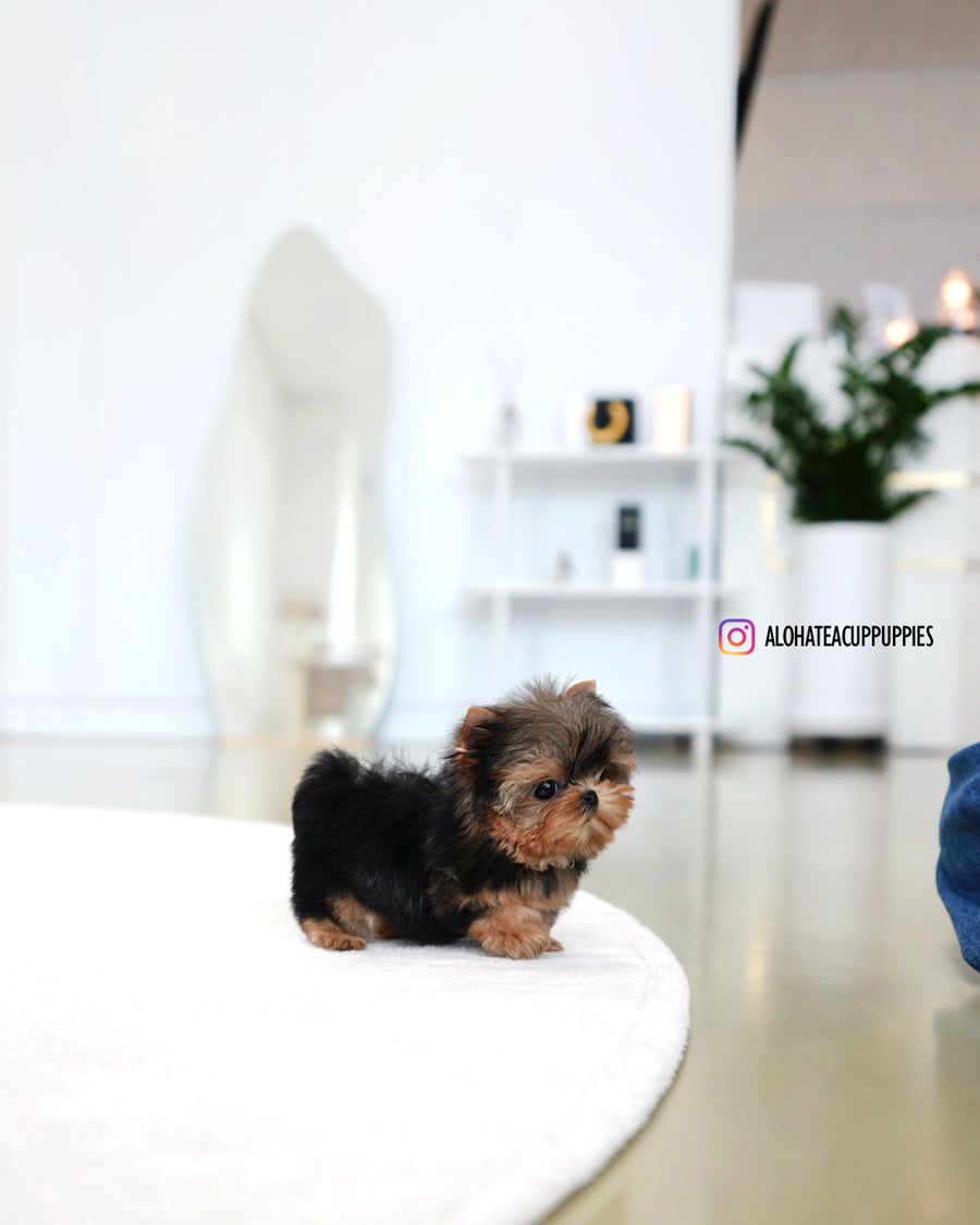 Buddy [Teacup YORKIE]