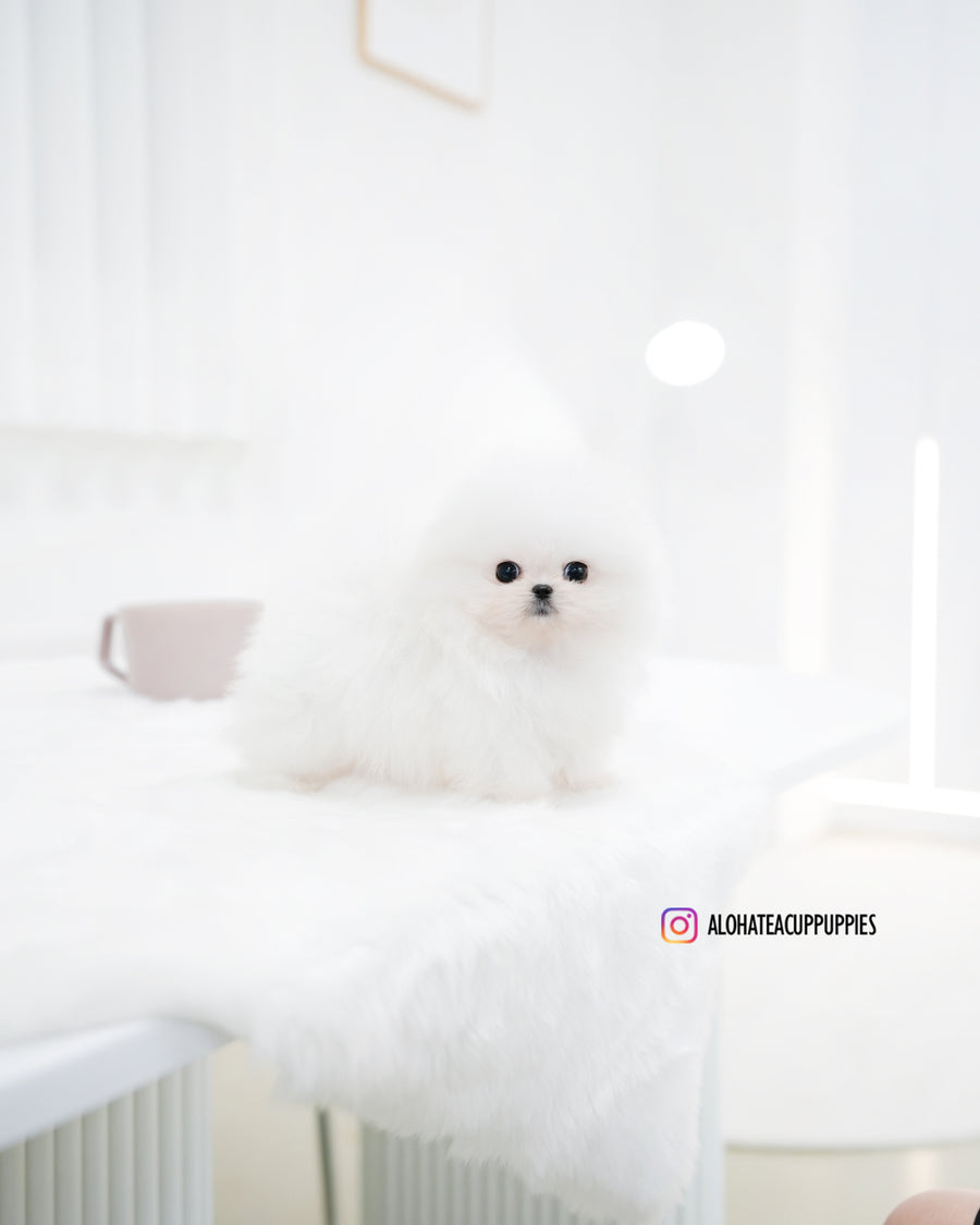 Maru [TEACUP POMERANIAN]