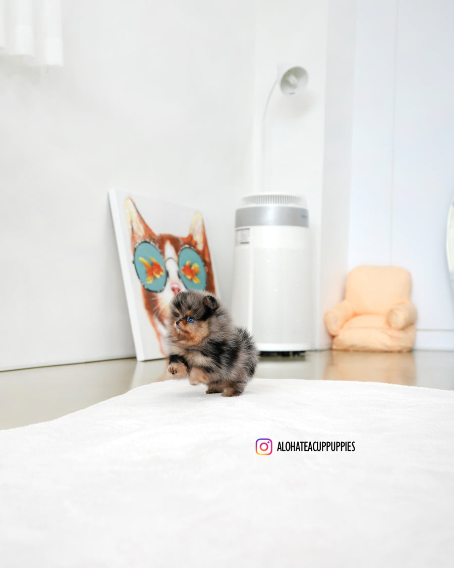Kai [TEACUP POMERANIAN]