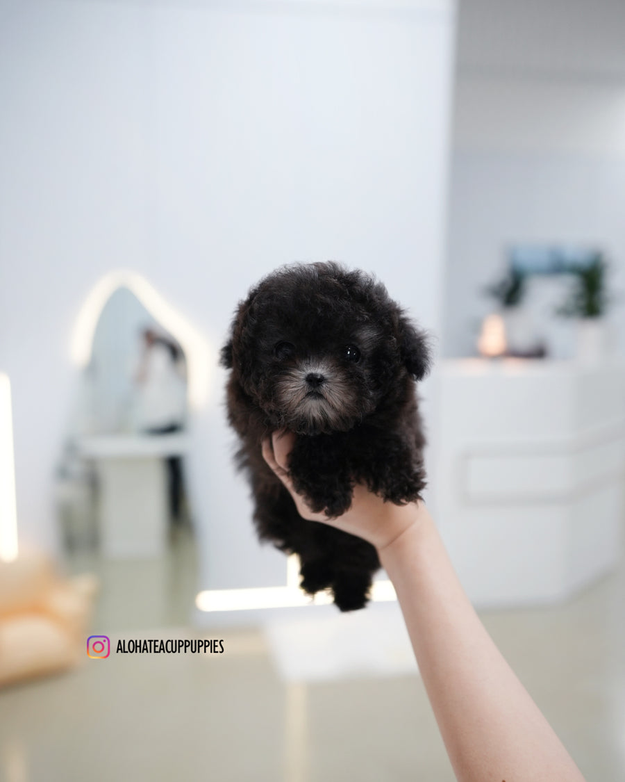 Bentley [TEACUP POODLE]