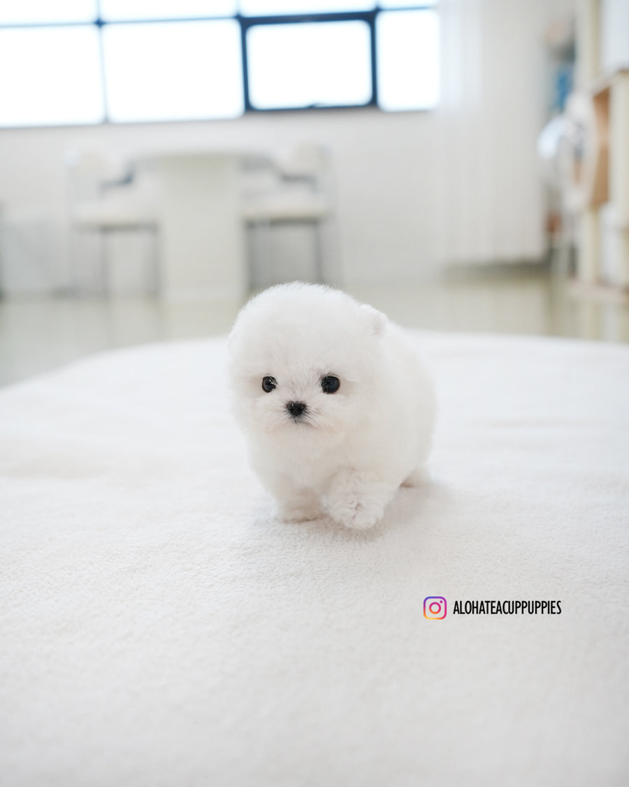 Tiffany [TEACUP BICHON]