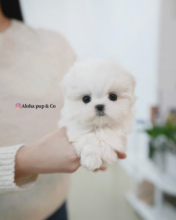 Buzz [TEACUP MALTESE]