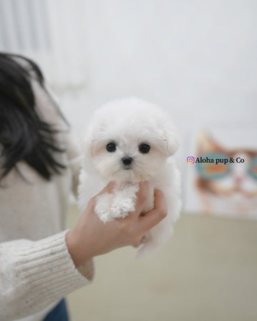 Pippo [TEACUP BICHON]