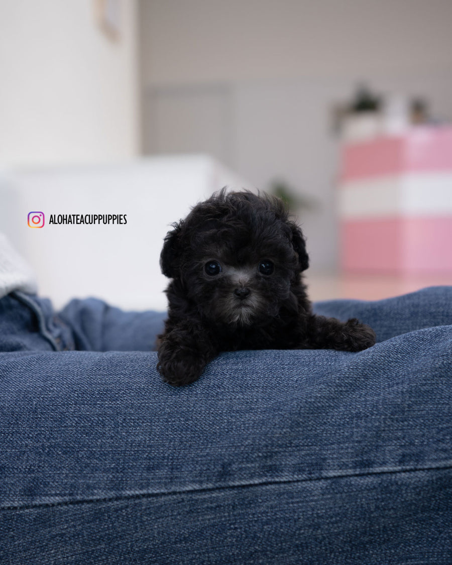 Eli [TEACUP POODLE]