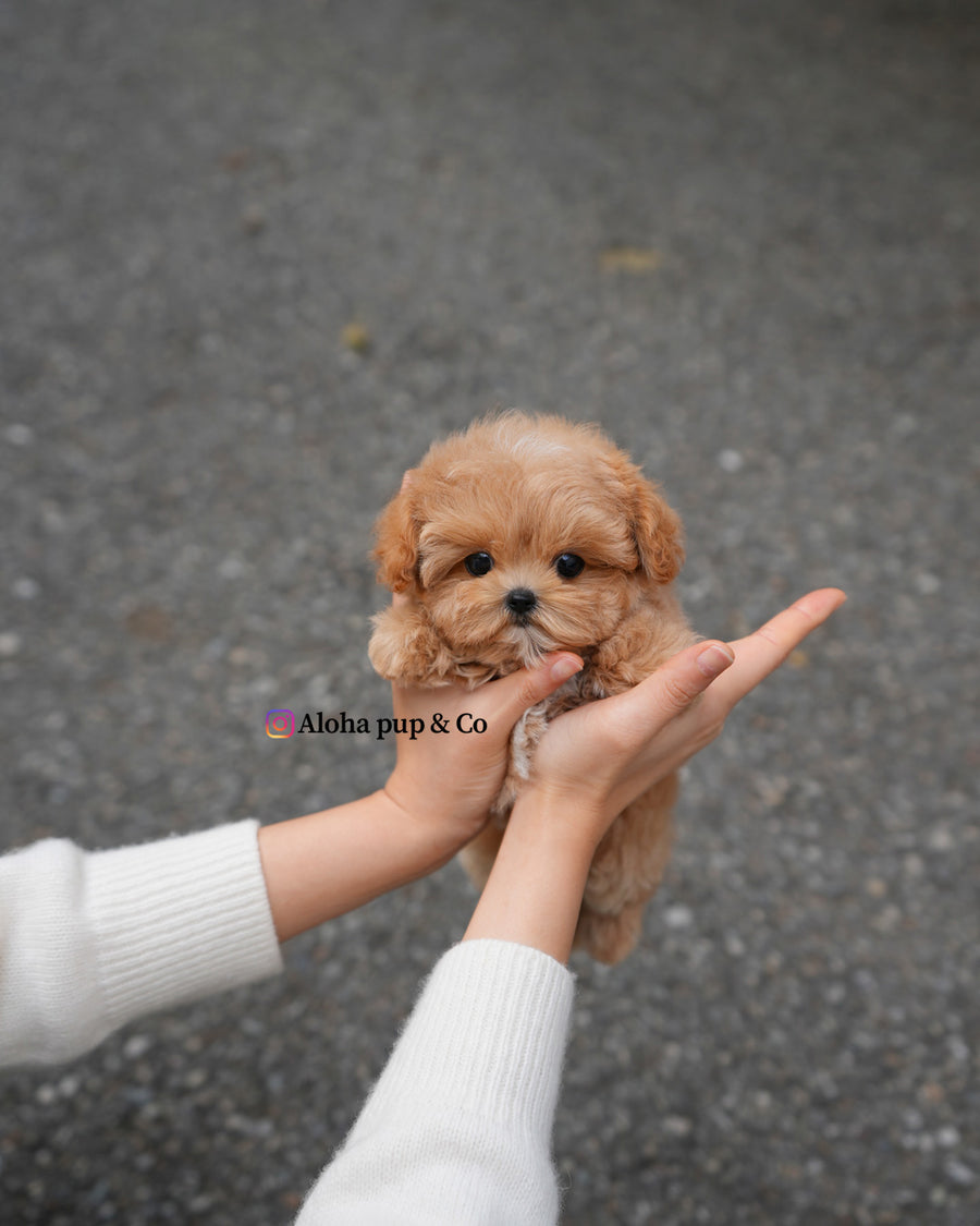 Lani [TEACUP MALTIPOO]