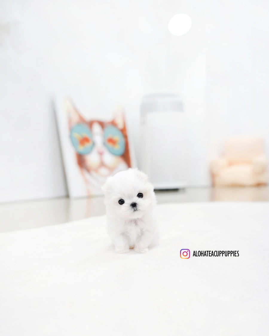 Eli [TEACUP MALTESE]