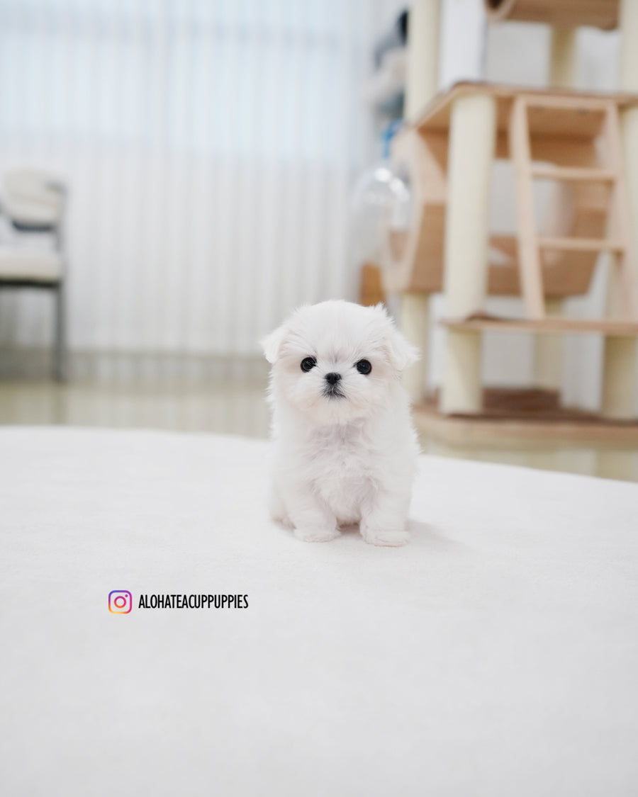 Roa [TEACUP MALTESE]