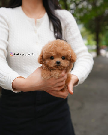 Orin [TEACUP POODLE]