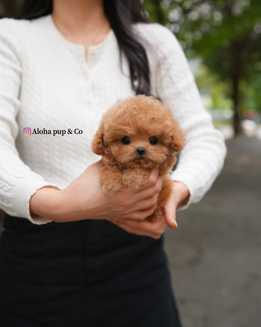 Orin [TEACUP POODLE]