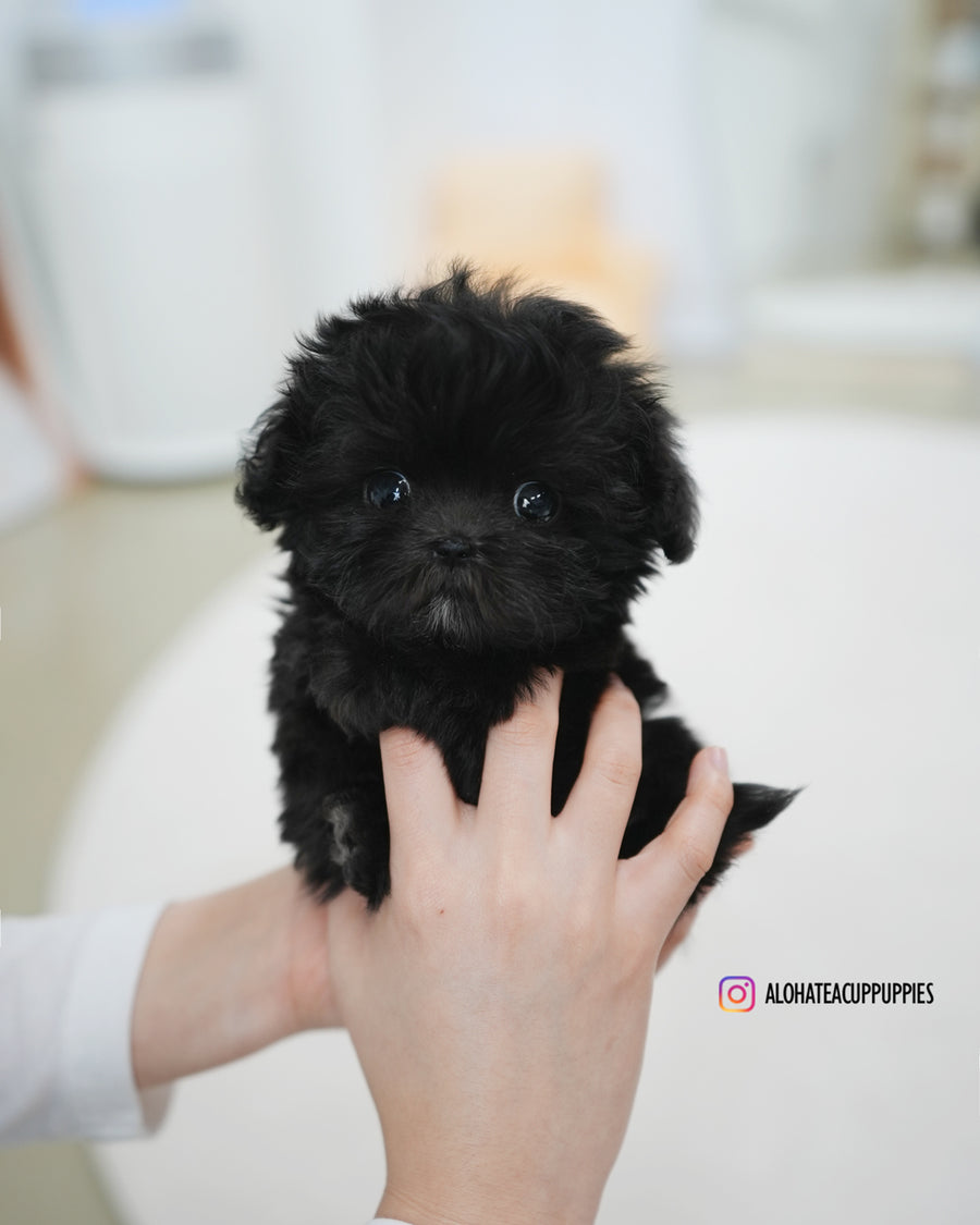 Lotty [TEACUP MALTIPOO]