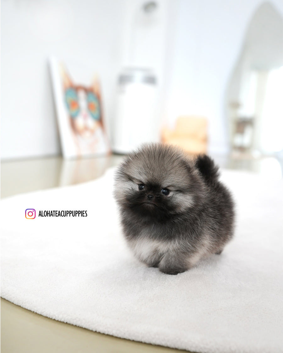 Theo [TEACUP POMERANIAN]