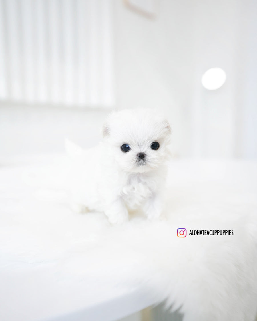 Hana [TEACUP MALTESE]