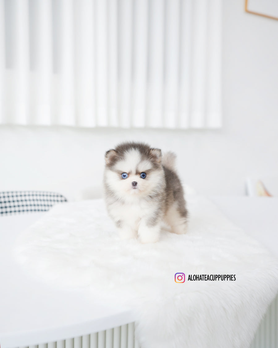 Elsa [TEACUP POMSKY]