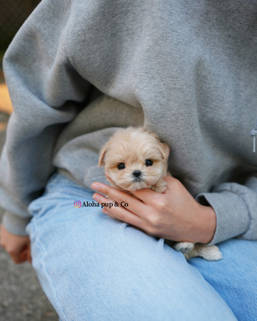 Cleo [TEACUP MALTIPOO]