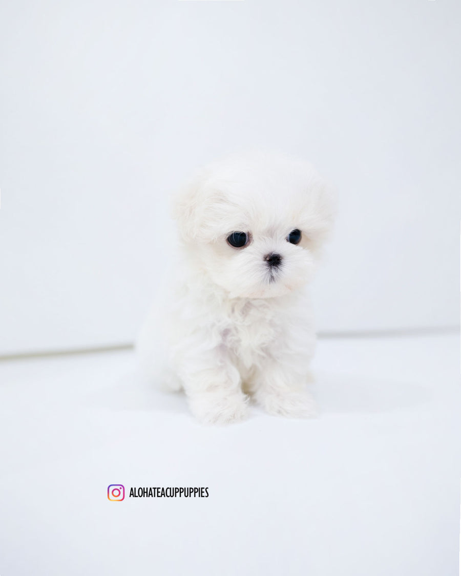 Dane [TEACUP MALTESE]