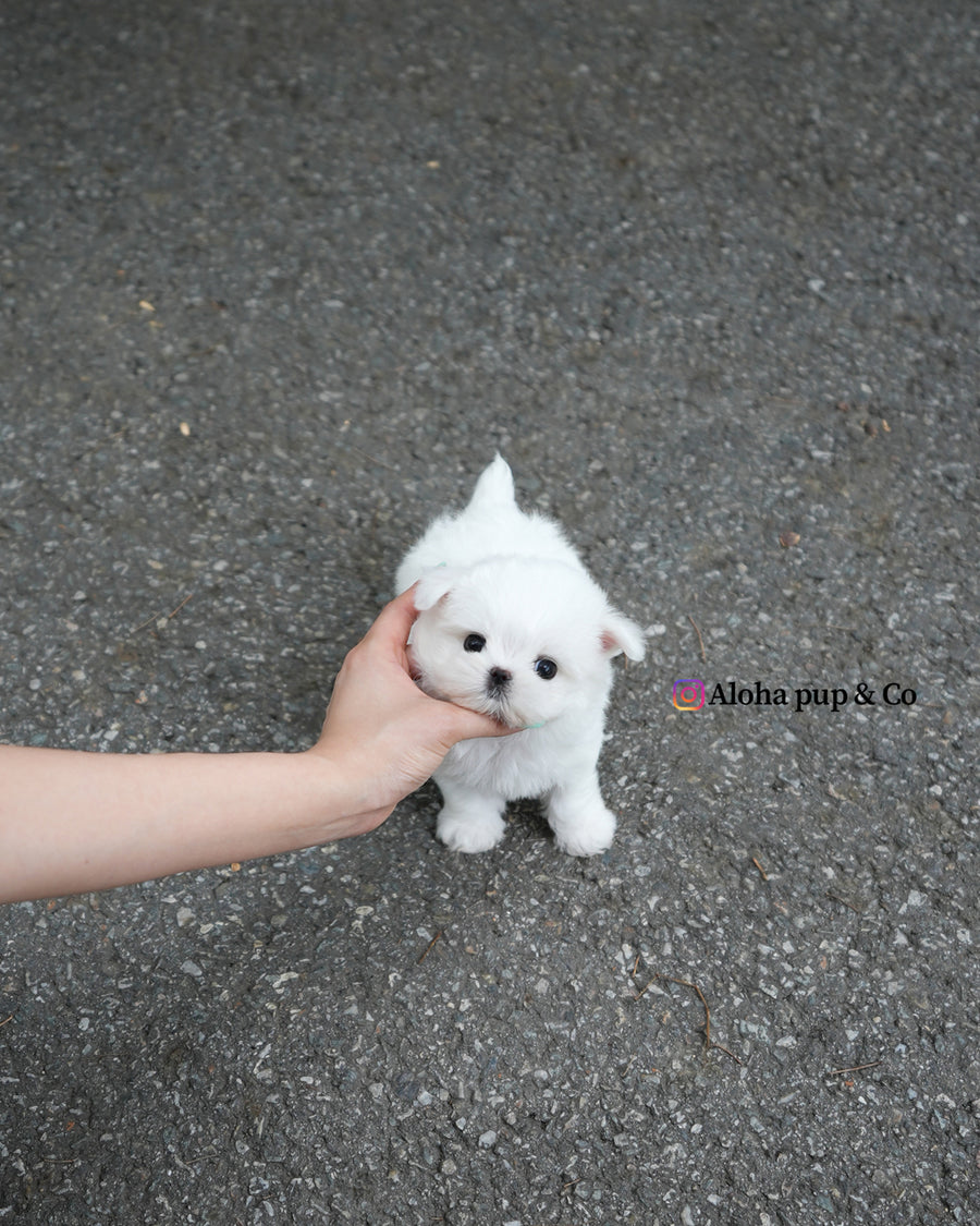 Nico [TEACUP MALTESE]