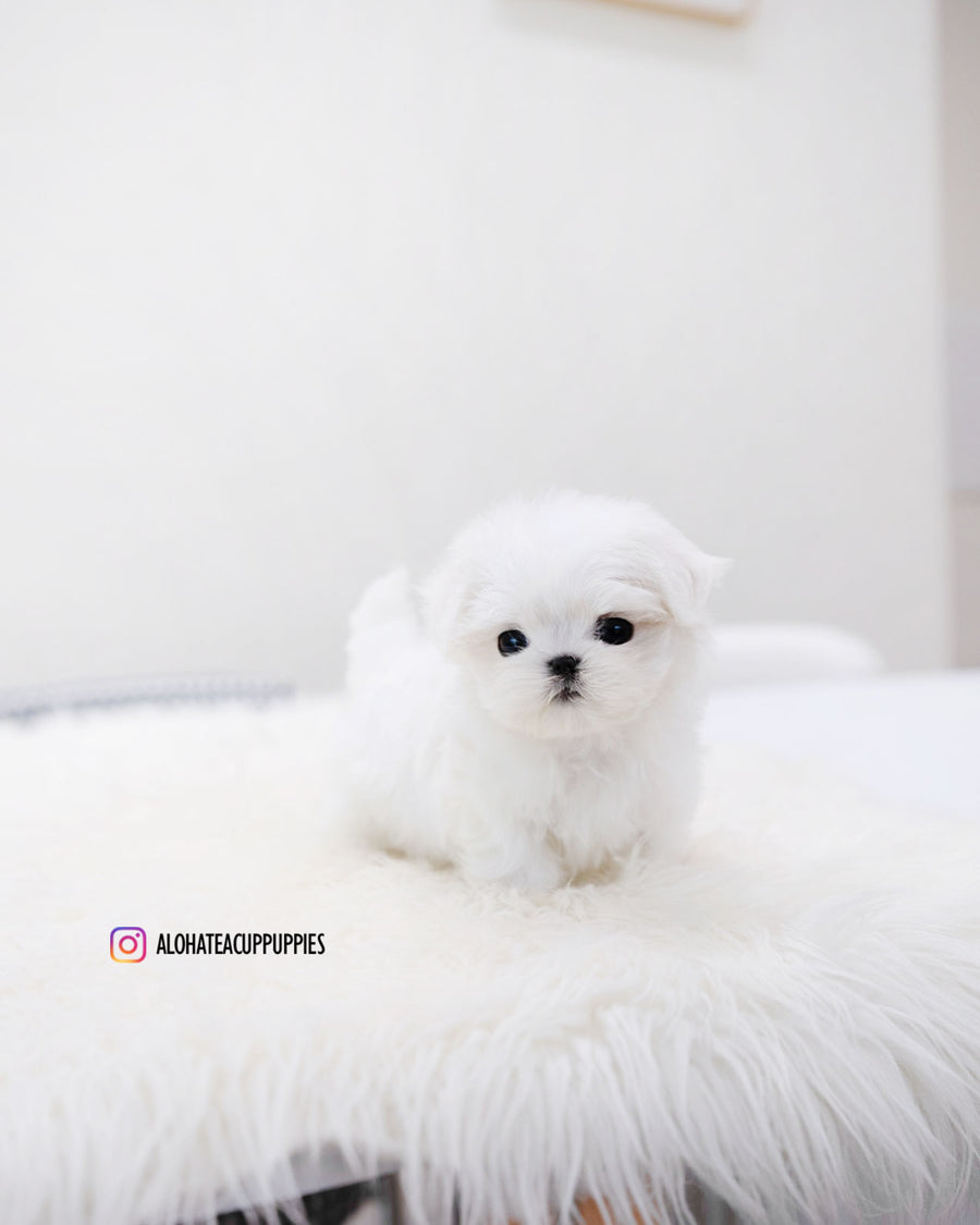 Ocean [TEACUP MALTESE]