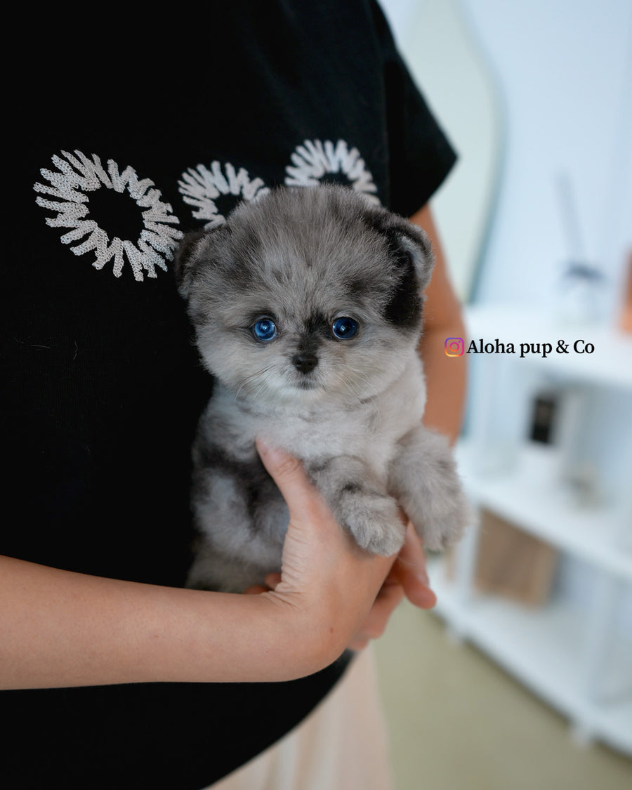 Luxe [TEACUP POMERANIAN]