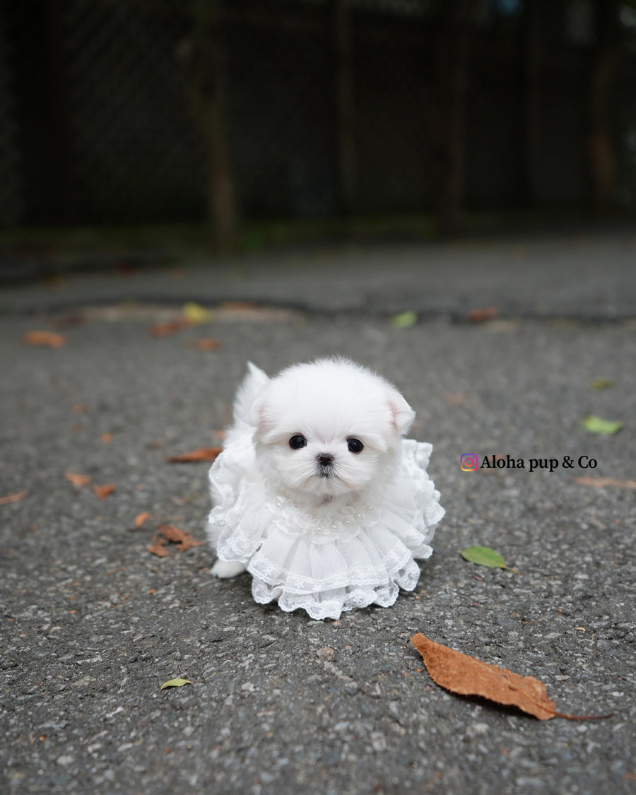 Helen [TEACUP MALTESE]
